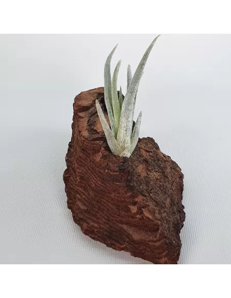 Tillandsia mitlaensis