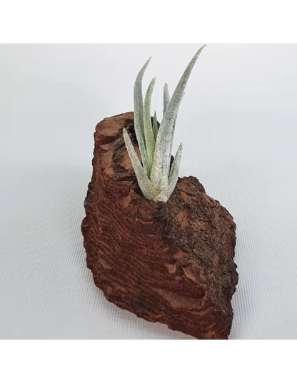Tillandsia mitlaensis