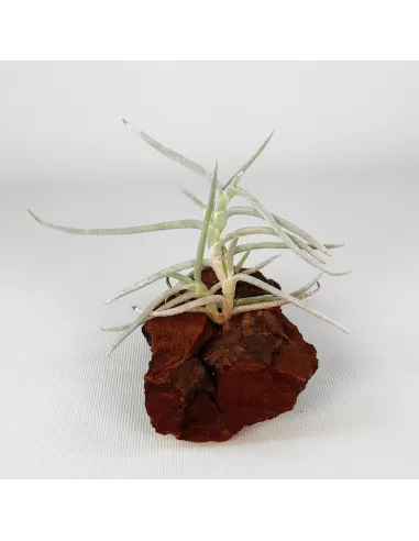 Tillandsia Mollis