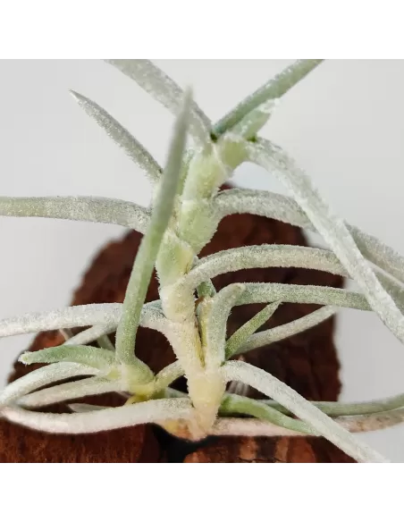 Tillandsia Mollis
