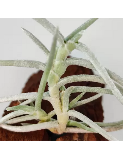 Tillandsia Mollis