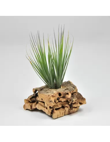 Tillandsia montana