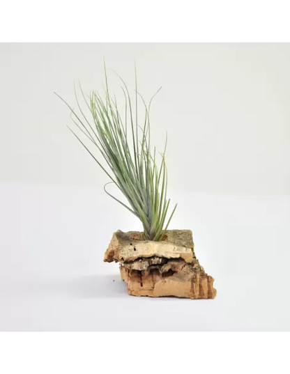 Tillandsia montana