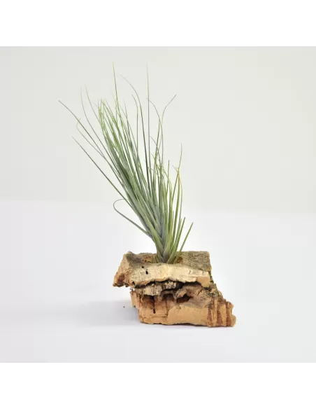 Tillandsia montana