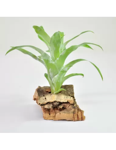 Tillandsia Morreniana Catopsis
