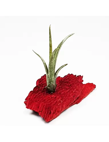 Tillandsia muhrii