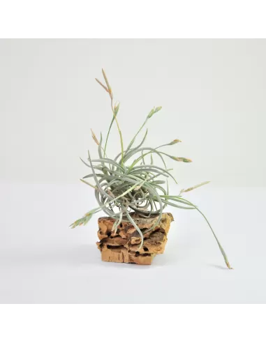 Tillandsia Myosura Gruppe