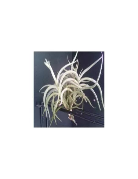 Tillandsia Myosura Clump