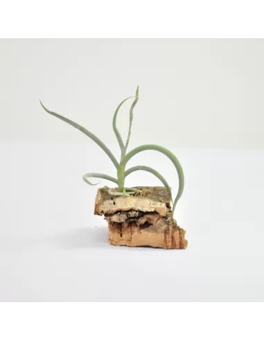 Tillandsia myosura