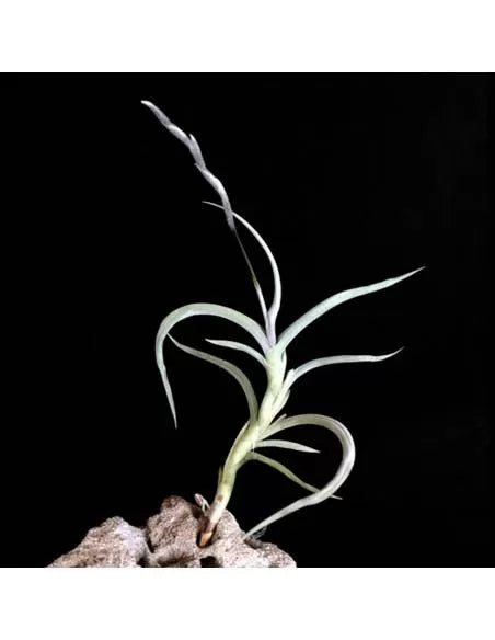 Tillandsia myosura