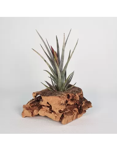 Tillandsia Mystic Burgundy