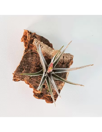 Tillandsia Mystic Burgundy