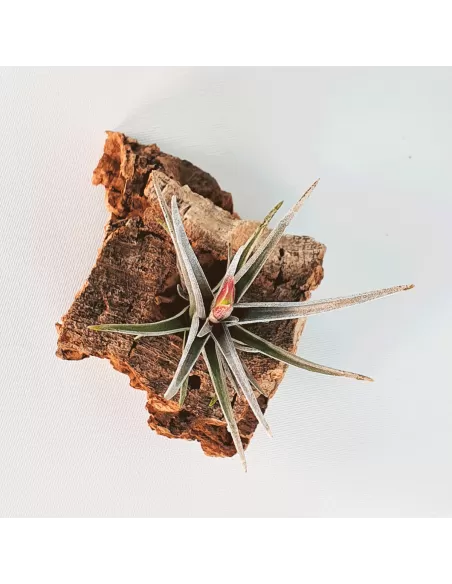Tillandsia Mystic Burgundy