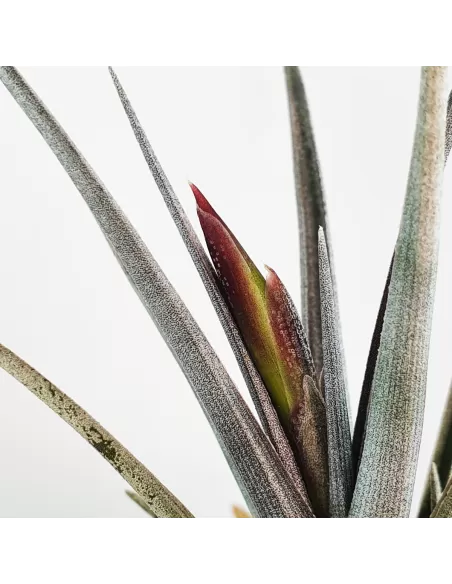 Tillandsia Mystic Burgundy