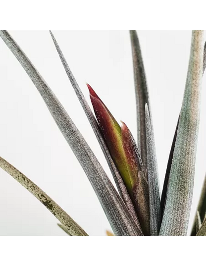 Tillandsia Mystic Burgundy