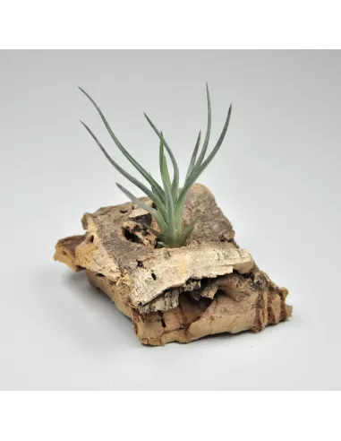 Tillandsia Mystic Markus