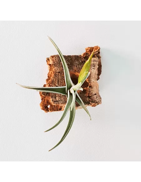 Tillandsia Mystic Trumpet