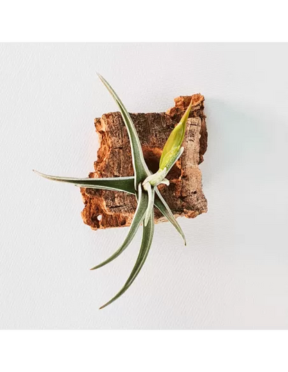 Tillandsia Mystic Trumpet