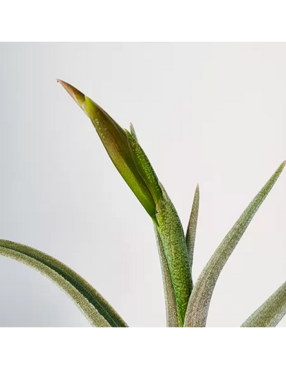 Tillandsia Mystic Trumpet
