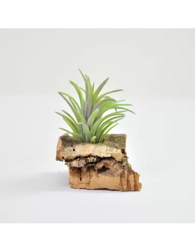 Tillandsia Neglecta Rubra