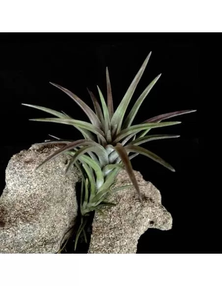 Tillandsia Neglecta Rubra