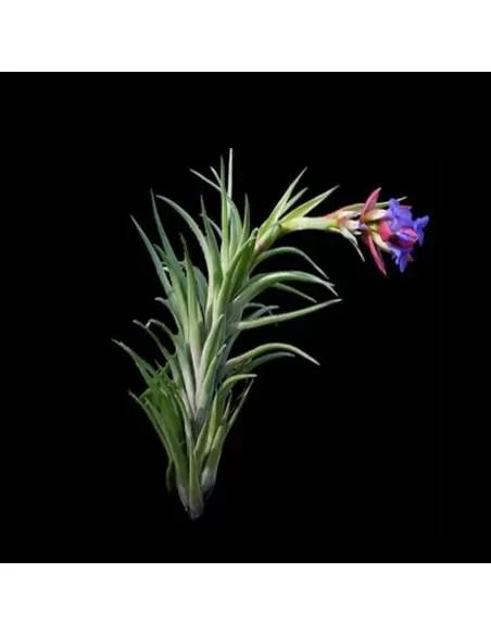 Tillandsia Neglecta Rubra