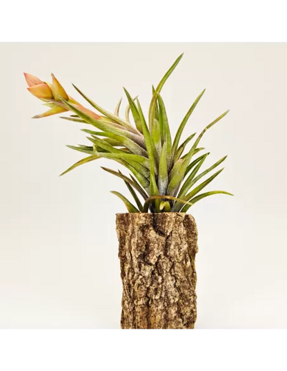 Tillandsia Neglecta