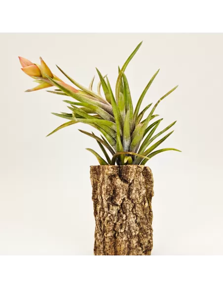 Tillandsia Neglecta