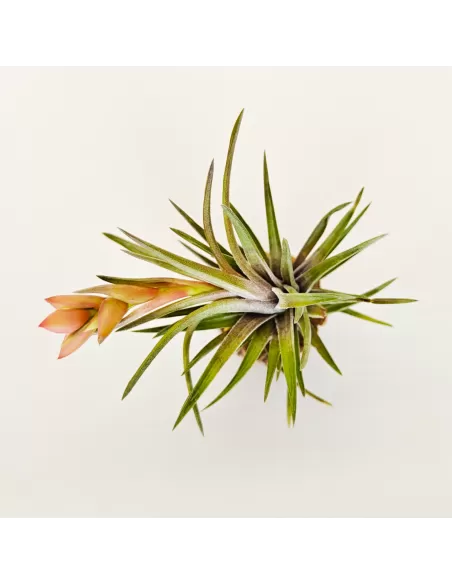 Tillandsia Neglecta