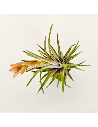 Tillandsia Neglecta