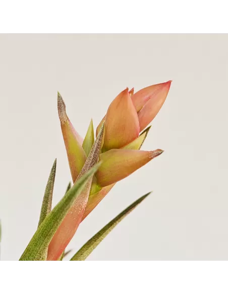 Tillandsia Neglecta