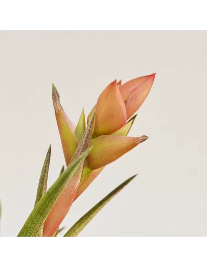 Tillandsia Neglecta