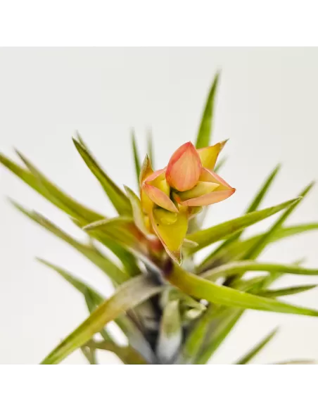 Tillandsia Neglecta