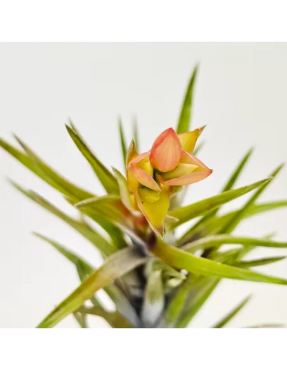 Tillandsia Neglecta