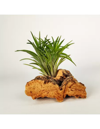 Tillandsia Neglecta