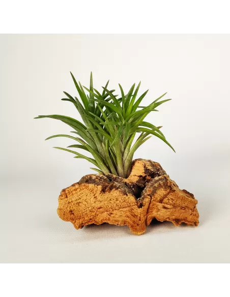 Tillandsia Neglecta