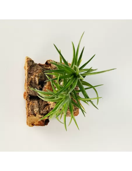 Tillandsia Neglecta