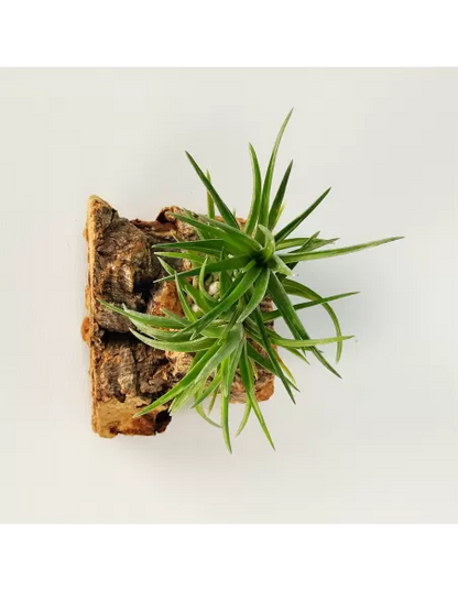 Tillandsia Neglecta