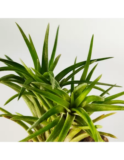 Tillandsia Neglecta
