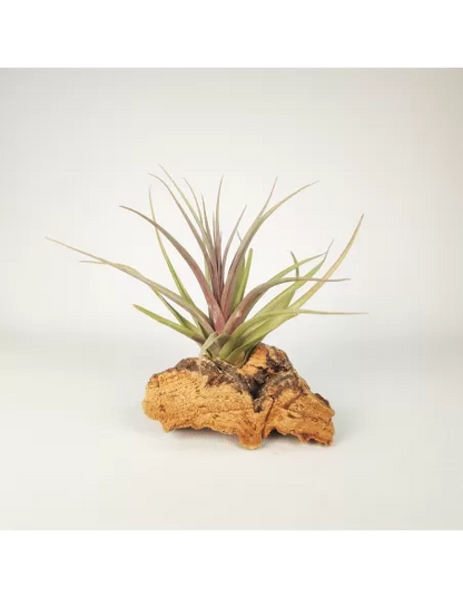 Tillandsia Nez Misso
