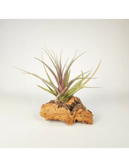 Tillandsia Nez Misso