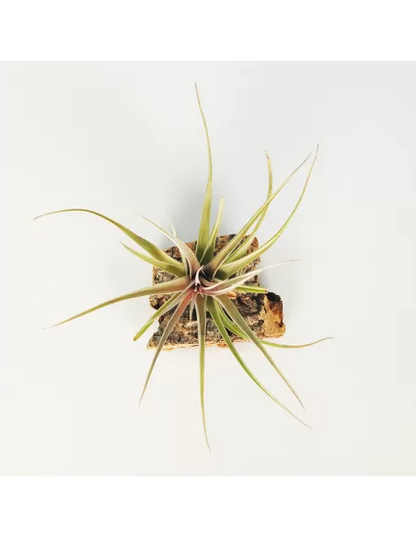 Tillandsia Nez Misso