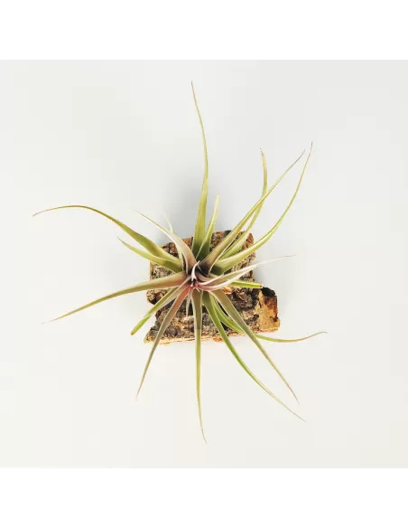 Tillandsia Nez Misso