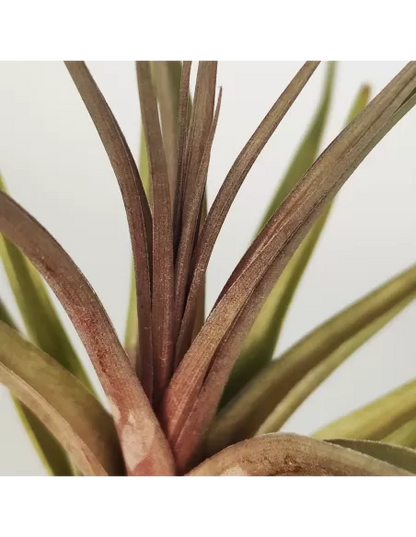 Tillandsia Nez Misso