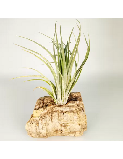 Tillandsia Nidus