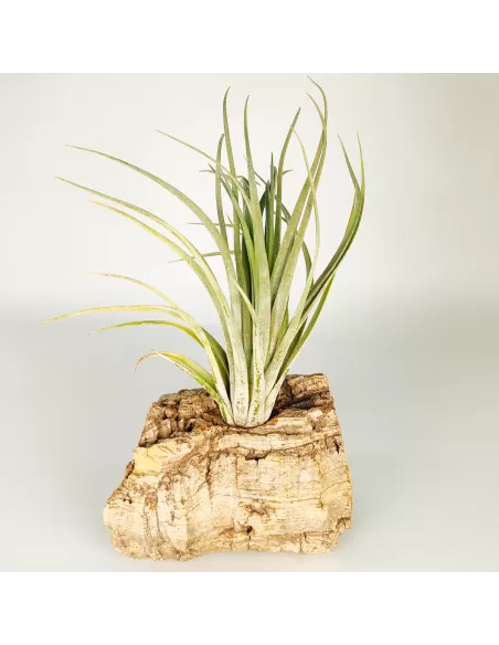 Tillandsia Nidus
