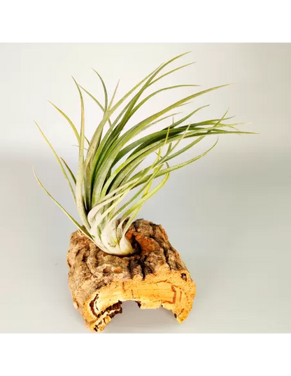 Tillandsia Nidus