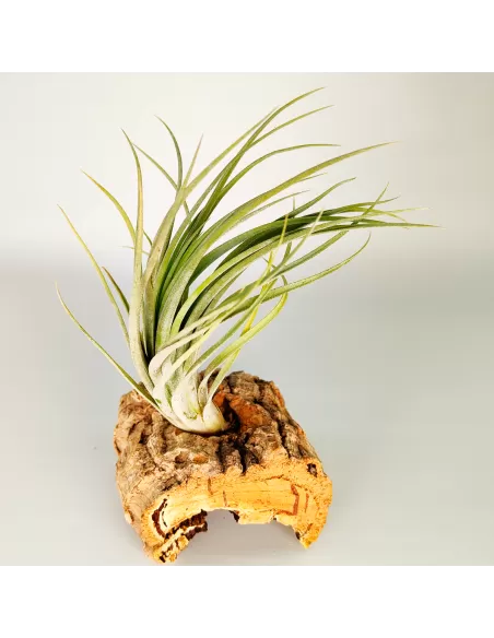 Tillandsia Nidus