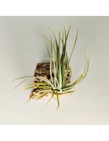 Tillandsia Nidus
