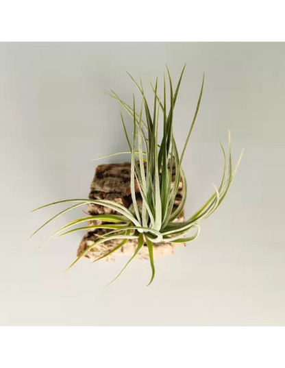 Tillandsia Nidus